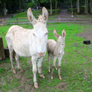 KOE_Barokesel Nachwuchs Wildpark 13.jpg
