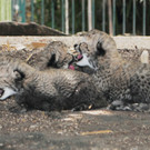 Erneut Nachwuchs bei den Geparden im Tiergarten Schönbrunn