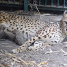 PA_Gepardenjungtiere2.jpg