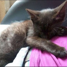 Dylan und Dino: Kleine Rabaukenkater suchen schönes Zuhause