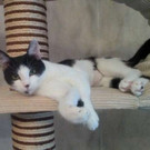 Finni: Verschmuste Prinzessin wünscht sich Daheim