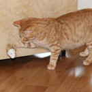 Romeo: Verspielter roter Kater sucht sein Traum-Zuhause