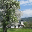 Fr__hling Hochstammkulturen _9_.jpg