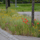 Klaus_Naturvielfalt_2.jpg
