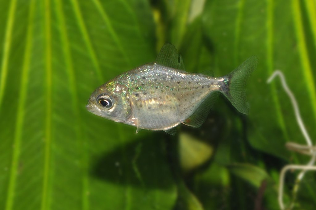 Baby-Piranha2-G__ntherHulla.jpg