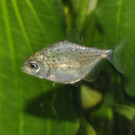 Baby-Piranha2-G__ntherHulla.jpg