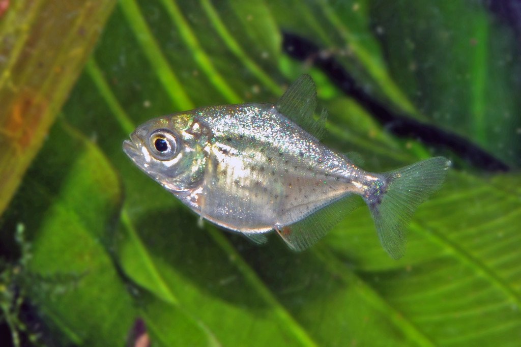 Baby-Piranha4-G__ntherHulla.jpg