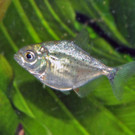 Baby-Piranha4-G__ntherHulla.jpg