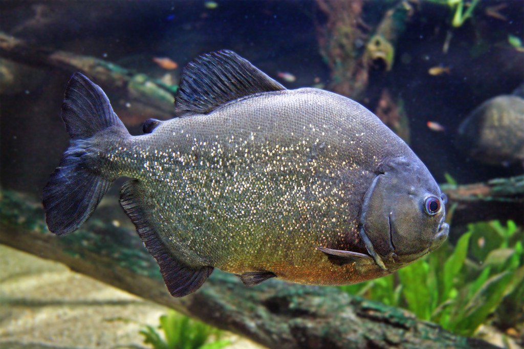 Piranha-SylviaMayrhofer.jpg