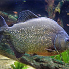 Piranha-SylviaMayrhofer.jpg