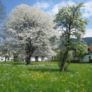 Fr__hling Hochstammkulturen _10_.jpg