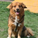 Brandy: Lieber, schüchterner Rüde sucht sein Zuhause