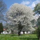 Fr__hling Hochstammkulturen _11_.jpg