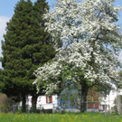 Fr__hling Hochstammkulturen _13_.jpg