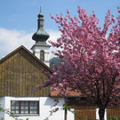 Fr__hling Hochstammkulturen _14_.jpg