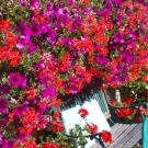 Gartenbank im Blumenmeer.jpg