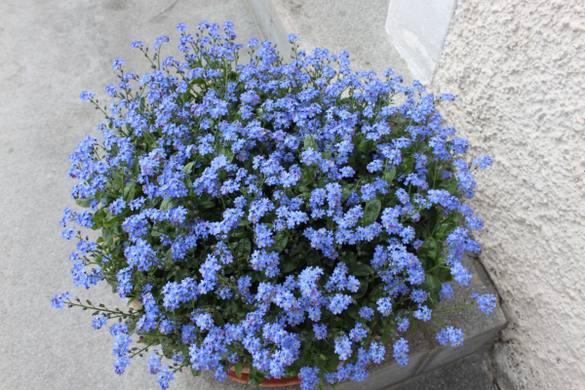 Lochau Fruehling 2010 _2__jpg-1272121716