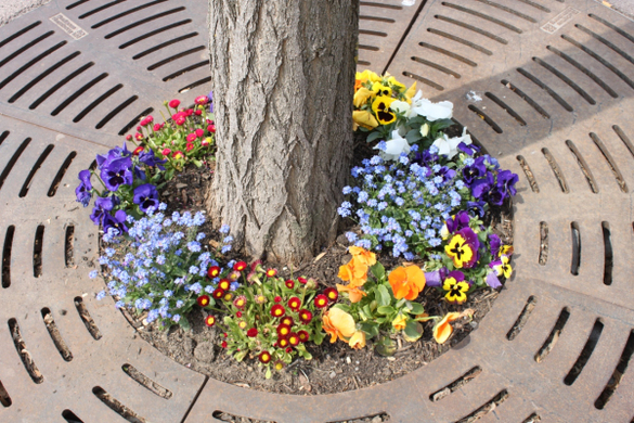 Lochau Fruehling 2010 _3__jpg-1272121734