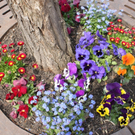 Lochau Fruehling 2010 _7__jpg-1272121800