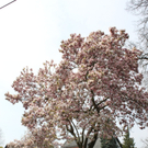 Lochau Fruehling 2010 _8__jpg-1272121819