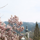 Lochau Fruehling 2010 _10__jpg-1272121852