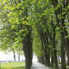 Lochau Fruehling 2010 _11__jpg-1272121869