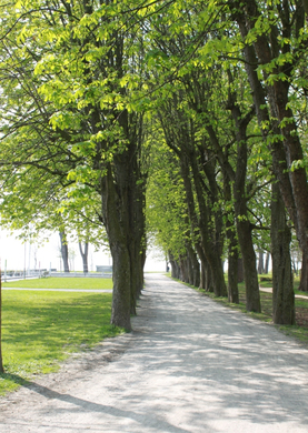 Lochau Fruehling 2010 _11__jpg-1272121869