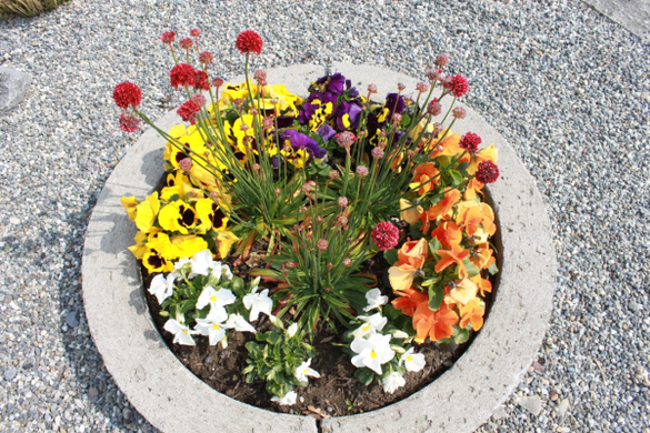 Lochau Fruehling 2010 _15__jpg-1272121943
