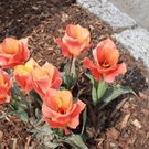 Lochau Fruehling 2010 _18__jpg-1272121988