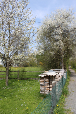 Lochau Fruehling 2010 _23__jpg-1272122079