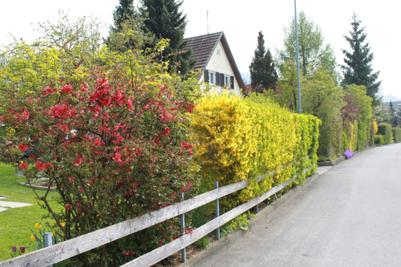 Lochau Fruehling 2010 _26__jpg-1272122130