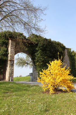 Lochau Fruehling 2010 _33__jpg-1272122241