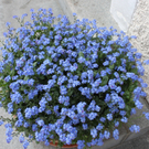 Lochau Fruehling 2010 _2__jpg-1272122612