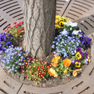 Lochau Fruehling 2010 _3__jpg-1272122630