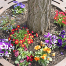 Lochau Fruehling 2010 _4__jpg-1272122649