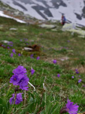 P1100603 _Medium_.JPG