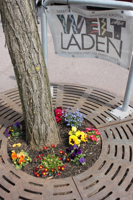 Lochau Fruehling 2010 _5__jpg-1272122666
