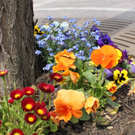 Lochau Fruehling 2010 _6__jpg-1272122677