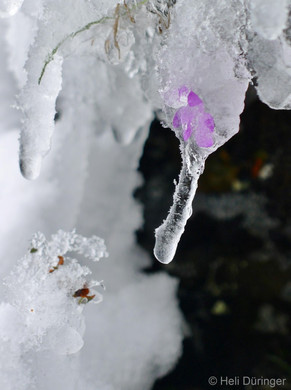 P1100693 _Medium_.JPG