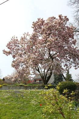 Lochau Fruehling 2010 _8__jpg-1272122714