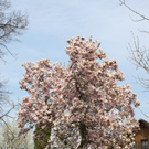 Lochau Fruehling 2010 _9__jpg-1272122732