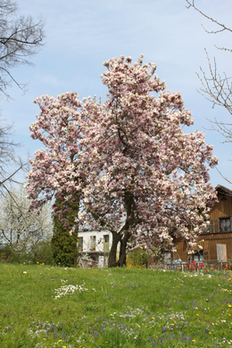 Lochau Fruehling 2010 _9__jpg-1272122732