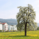 Lochau Fruehling 2010 _12__jpg-1272122782