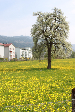 Lochau Fruehling 2010 _12__jpg-1272122782