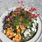 Lochau Fruehling 2010 _14__jpg-1272122817