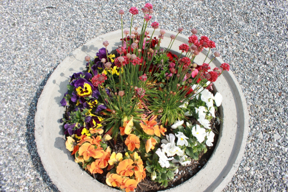 Lochau Fruehling 2010 _14__jpg-1272122817