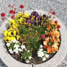 Lochau Fruehling 2010 _15__jpg-1272122839