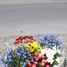 Lochau Fruehling 2010 _16__jpg-1272122853