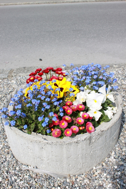 Lochau Fruehling 2010 _16__jpg-1272122853