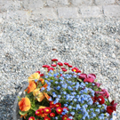 Lochau Fruehling 2010 _20__jpg-1272122919